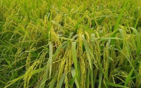 Teknologi Baru Tingkatkan Produksi Beras di Simalungun