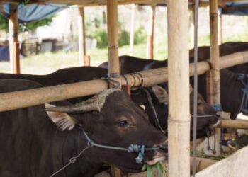Baznas Tangsel Siap Bagikan Daging Hewan Kurban Untuk Anak-anak Stunting