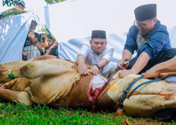 Sembelih Langsung Hewan Kurban, Pilar: Idul Adha Ajarkan Kita tentang Pengorbanan
