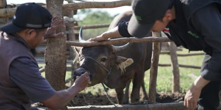 DKP3 Tangsel Gelar Sosialisasi Tata Cara Pemotongan Hewan Kurban Sesuai Syariat Islam