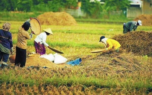 Membangun Ketahanan Pangan Nasional Melalui Agribisnis yang Berkelanjutan