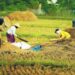 Membangun Ketahanan Pangan Nasional Melalui Agribisnis yang Berkelanjutan