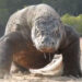 Menparekraf Pede Penutupan Taman Nasional Komodo Tak Kurangi Minat Wisatawan di Labuan Bajo