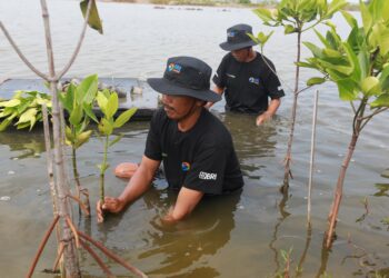 Upaya Nyata Menyelamatkan Lahan Kritis Akibat Abrasi, BRI Salurkan Ribuan Bibit Mangrove Kelompok Tani di Muaragembong