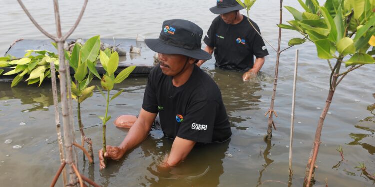 Upaya Nyata Menyelamatkan Lahan Kritis Akibat Abrasi, BRI Salurkan Ribuan Bibit Mangrove Kelompok Tani di Muaragembong