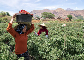 Ini Jurus BRI Kelola NPL UMKM Tetap Rendah Dibawah Industri Perbankan Nasional