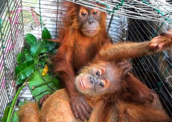 Orangutan Diperjualbelikan, Tiga Pelaku Ditangkap Polisi