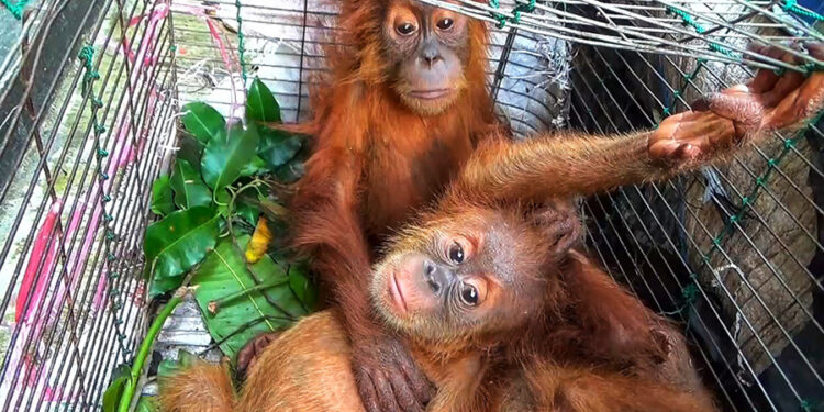 Orangutan Diperjualbelikan, Tiga Pelaku Ditangkap Polisi