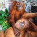 Orangutan Diperjualbelikan, Tiga Pelaku Ditangkap Polisi