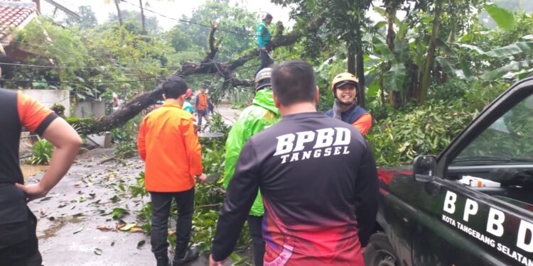 Gerak Cepat, Tim Satgas BPBD Tangsel Evakuasi Pohon Tumbang di Cipayung Mas