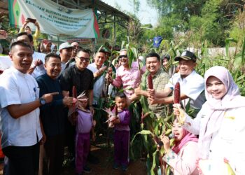 Hadiri Panen Jagung Pulut, Pilar Saga: Ajang Edukasi Pertanian Bagi Anak-anak