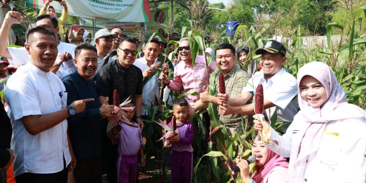 Hadiri Panen Jagung Pulut, Pilar Saga: Ajang Edukasi Pertanian Bagi Anak-anak