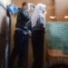 Perekam Video Mesum Guru-Siswi di Gorontalo Ternyata Teman Korban, Motifnya Bikin Kaget
