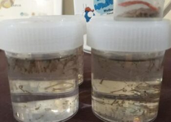 Demi Atasi Penyakit DBD, Bibit Nyamuk Wolbachia Siap Disebar