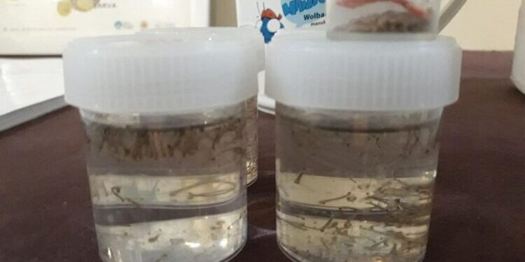 Demi Atasi Penyakit DBD, Bibit Nyamuk Wolbachia Siap Disebar
