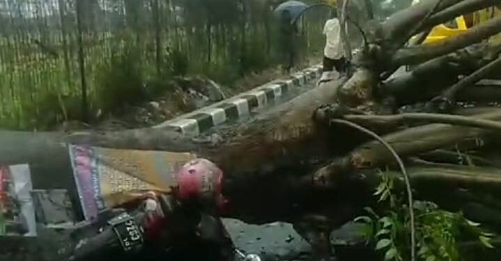 Tangsel Dilanda Hujan Disertai Angin Kencang, Pengendara Motor Tertimpa Pohon Tumbang