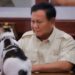 Bobby Kertanegara, Kucing Paling Beruntung Kesayangan Presiden Prabowo