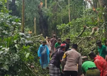Tragedi di Monkey Forest Bali, Dua Wisatawan Asing Meninggal Tertimpa Pohon