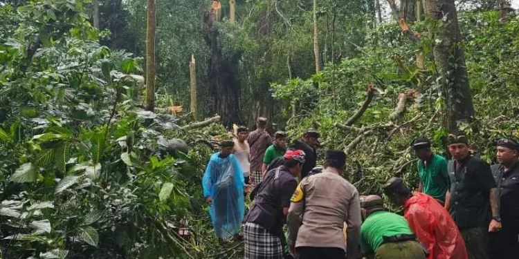 Tragedi di Monkey Forest Bali, Dua Wisatawan Asing Meninggal Tertimpa Pohon