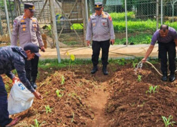 PJU Polres Tangsel Tinjau Lahan Ketahanan Pangan di Serpong