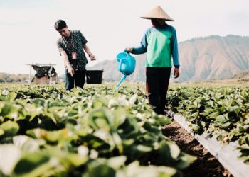 Terdepan dalam Praktik Sustainable Finance, BRI Menjadi Satu-satunya BUMN Penerbit Obligasi Hijau di Tahun 2024