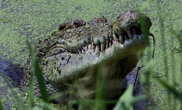 buaya