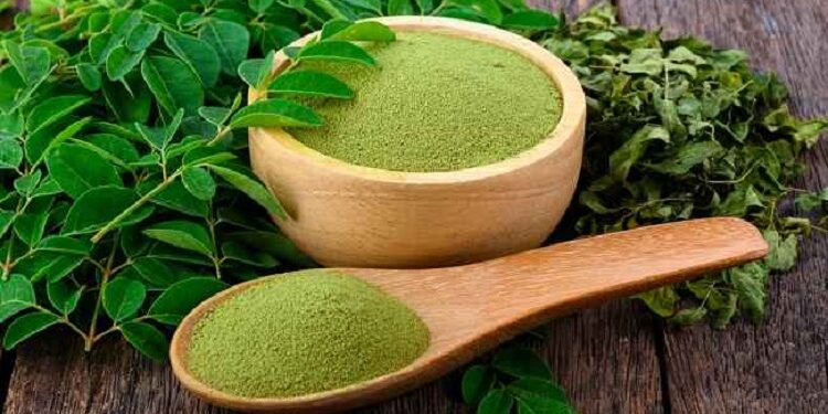 daun kelor