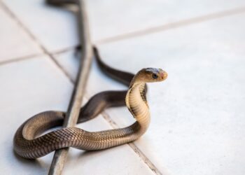 Meresahkan Warga, Ular Sanca Berhasil Ditangkap di Kawasan Pemukiman Rempoa