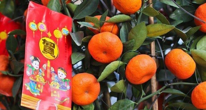 Pembawa Keberuntungan di Tahun Baru Imlek 2025 Konon Ada di Enam Buah Ini, Anda Suka yang Mana?