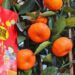 Pembawa Keberuntungan di Tahun Baru Imlek 2025 Konon Ada di Enam Buah Ini, Anda Suka yang Mana?