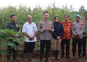Dukung Ketahanan Pangan, Polres Tangsel Gelar Panen Raya Jagung