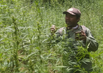 Kemenhut: Temuan Ladang Ganja di Bromo Tak Terkait Pembatasan Drone