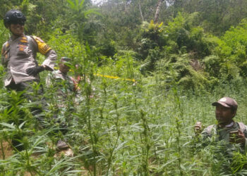 TNBTS Klarifikasi Temuan Ladang Ganja di Bromo Dikaitkan Larangan Terbangkan Drone
