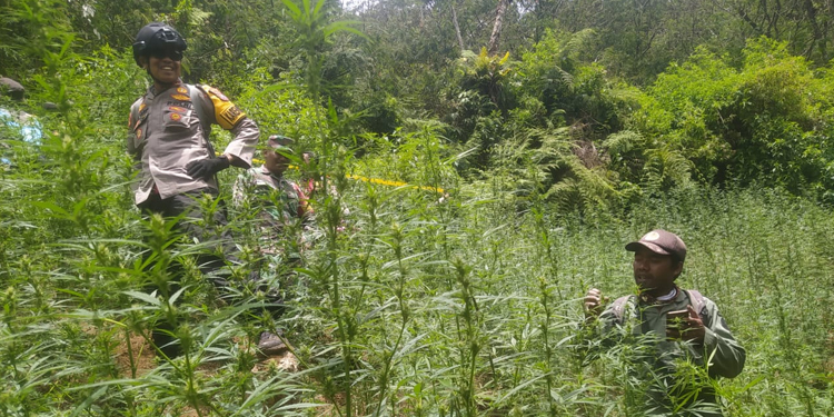TNBTS Klarifikasi Temuan Ladang Ganja di Bromo Dikaitkan Larangan Terbangkan Drone