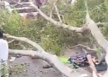 pohon roboh di pemalang