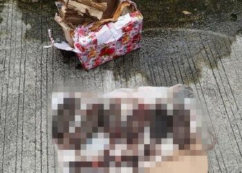 Setelah Teror Kepala Babi, Kantor Tempo Dapat Ancaman dan Kiriman Enam Bangkai Tikus Tanpa Kepala