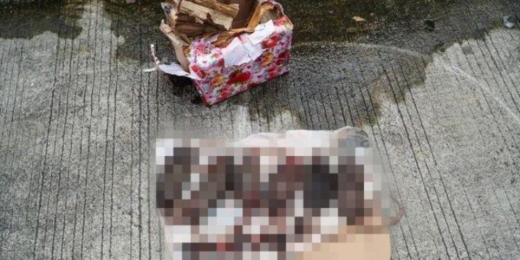 Setelah Teror Kepala Babi, Kantor Tempo Dapat Ancaman dan Kiriman Enam Bangkai Tikus Tanpa Kepala