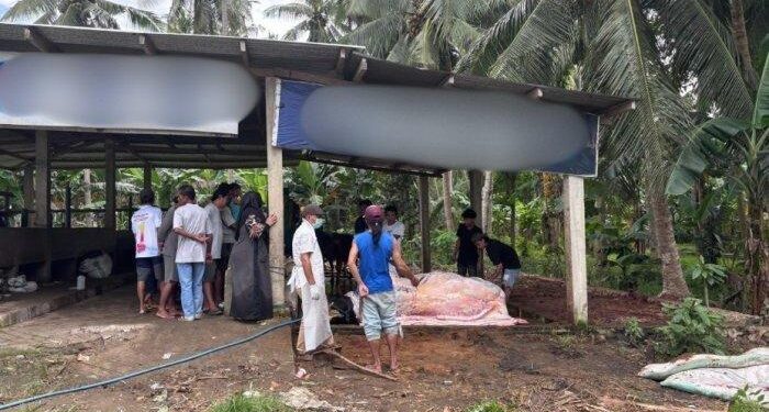 Sapi Kurban Milik Presiden Prabowo Tiba-Tiba Mati, Diduga karena Hal Ini