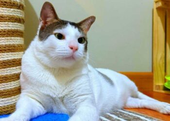 Tunggu Kehadiran Bobby Kartanegara di Hari Ketiga PetFest 2025