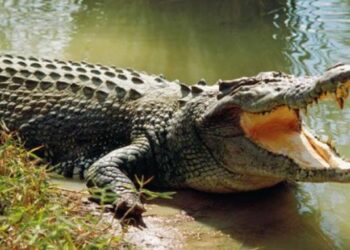 Pria di Kalteng Diterkam Buaya saat Ambil Wudhu di Sungai