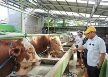 Cek Langsung Sapi Prabowo, Pilar Saga Ichsan: Beratnya Tembus Satu Ton!