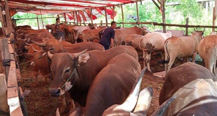 Jelang Idul Adha, Kementan Lakukan Ini sebagai Perlindungan Penyakit Kulit pada Hewan Kurban