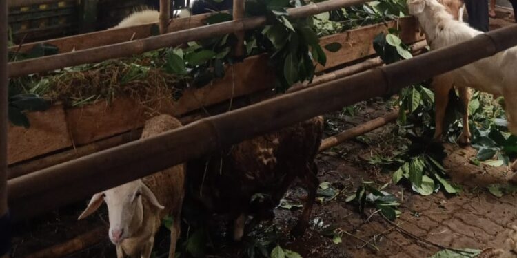 Jangan Salah Pilih, Berikut Ciri-ciri Hewan Kurban Sehat