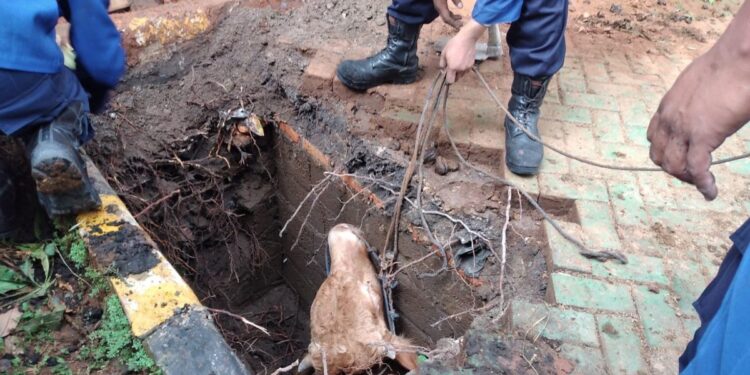 Alamak! Sapi Kurban 1 Ton Jatuh ke Lubang Sumur, Begini Evakuasinya