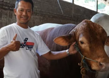 Momen Idul Adha, Presiden Prabowo Serahkan Sapi Kurban 1,3 Ton ke Masjid Istiqlal