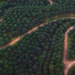 kebun agrinas