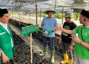 Tanam 200 Ribu Bibit Kakao di Sulbar, Ketum GP Ansor: Ikhtiar Ketahanan Pangan