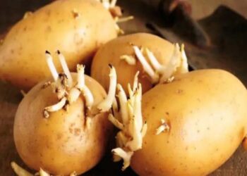 Viral! Usai Makan Kentang Bertunas Pasutri Meninggal Dunia, Keracunan?