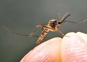 Paling Disukai Nyamuk, Pemilik Golongan Darah Ini Harap Waspada