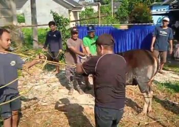 Sapi Kurban 800 Kg Mengamuk, Hampir Menyeruduk Warga